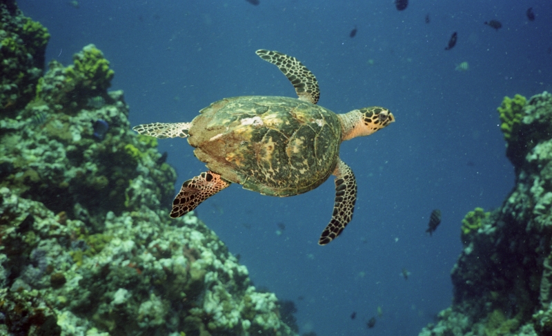 Hawksbill turtle by pinnacle-Saba