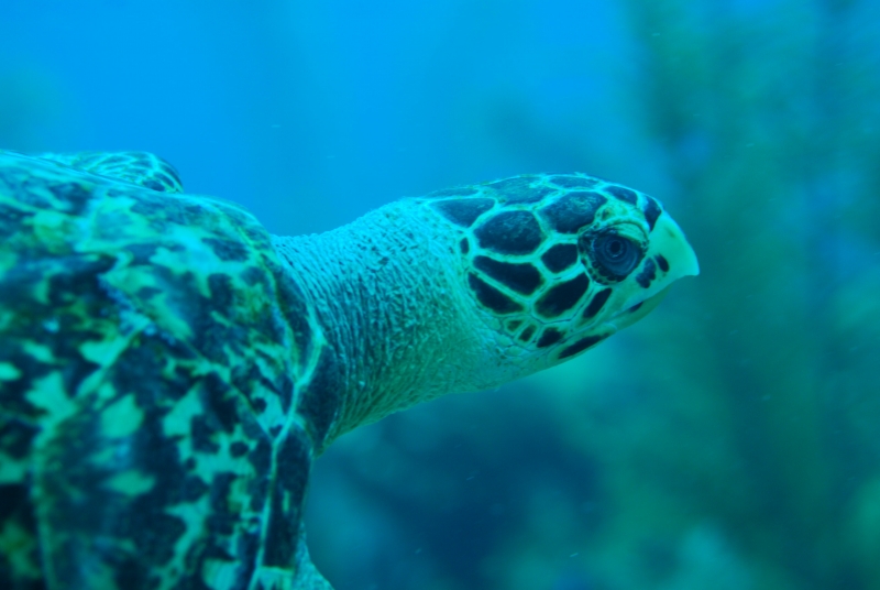 Hawksbill turtle (dig)-Belize