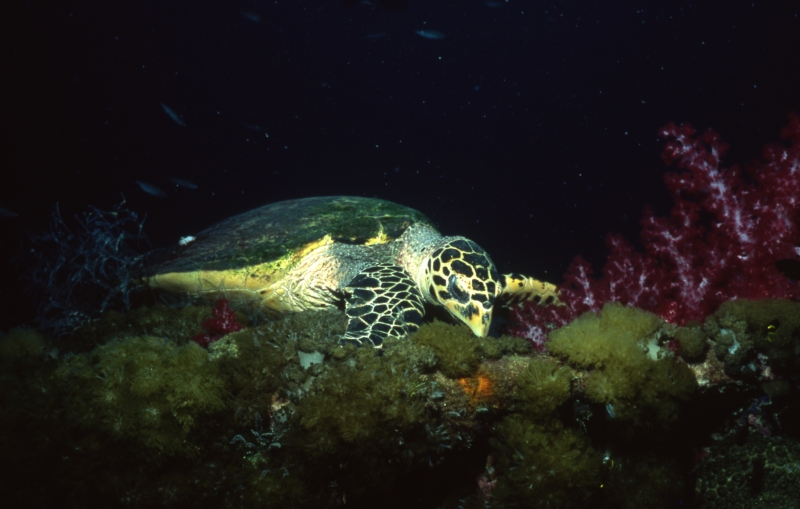 Hawksbill turtle feeding-Coral Sea, Australia