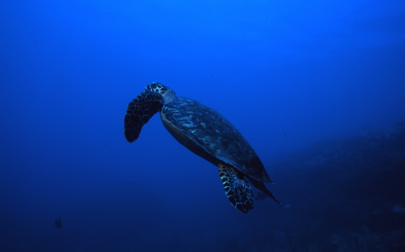 Hawksbill turtle heading up-Saba