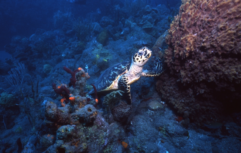 Hawksbill turtle peeking up-Saba