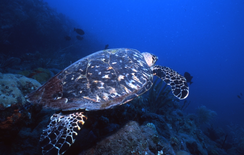 Hawksbill turtle swimming away-Saba