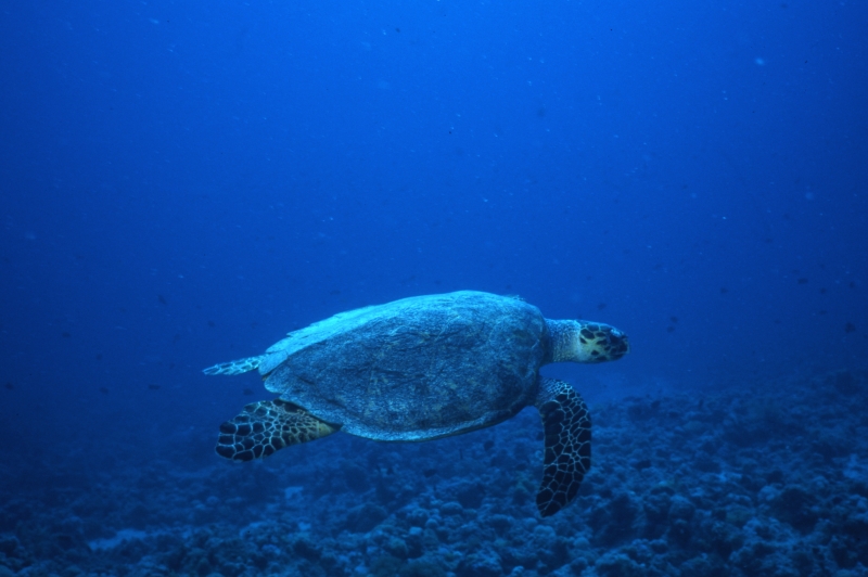 Imbricated turtle-Red Sea