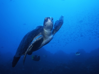 Green turtle waving-Wolf Island, Galapagos