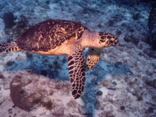 Hawksbill turtle-Belize
