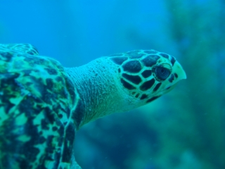 Hawksbill turtle (dig)-Belize