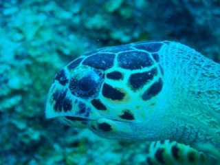 Hawksbill turtle head (dig)-Belize