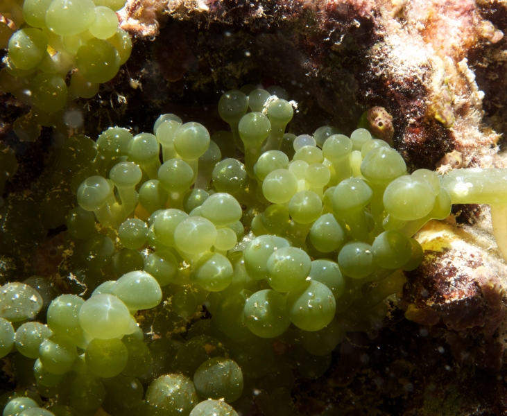 Sea grapes-green algae-Fiji