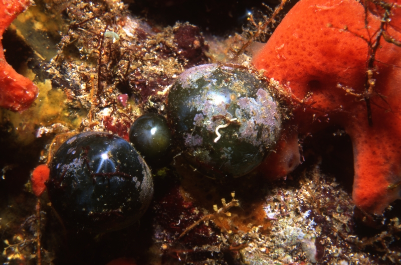 Sea pearls (green algae)-Bequia