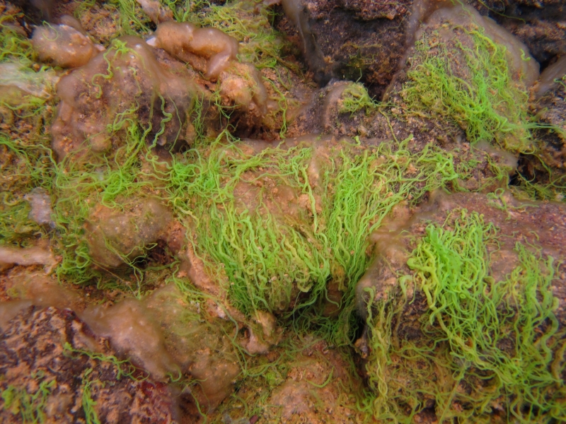 Sifra algae, Thingvellir 3-Iceland