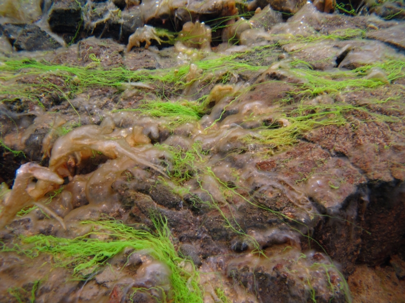 Sifra algae, Thingvellir 7-Iceland