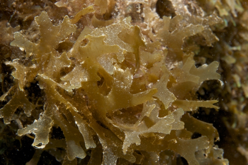 Y-Branching algae-British Virgin Islands