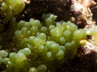 Sea grapes-green algae (dig)-Fiji