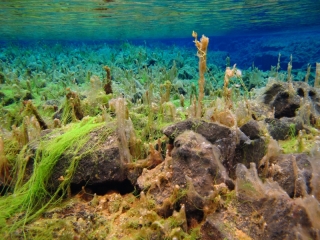 Sifra algae, Thingvellir 5 (dig)-Iceland