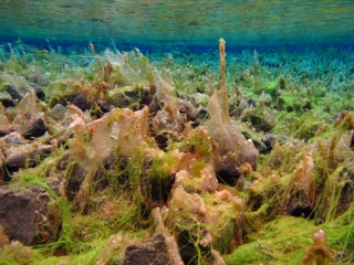 Sifra algae, Thingvellir 6 (dig)-Iceland
