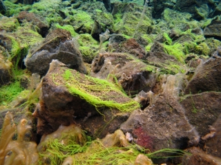 Sifra algae, Thingvellir 8 (dig)-Iceland