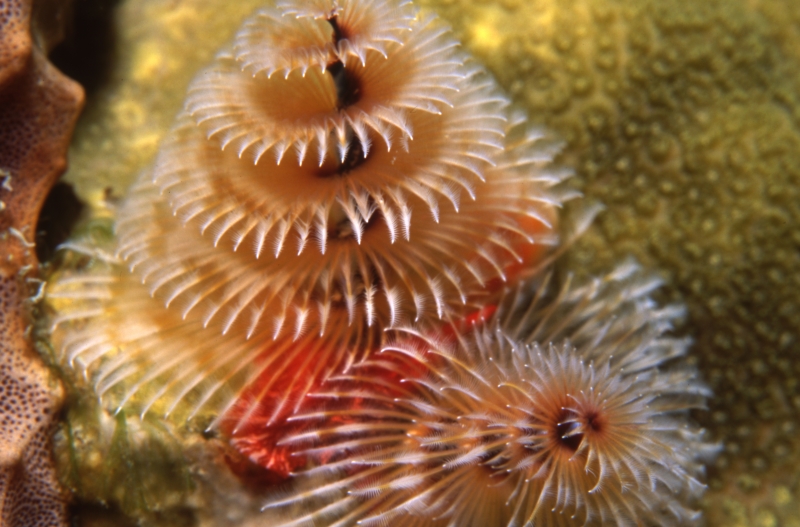 Christmas tree tube worm-St. Kitts