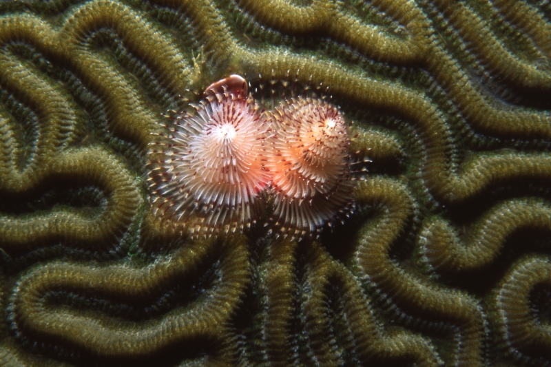 Christmas tree worm on Brain coral-Guadeloupe