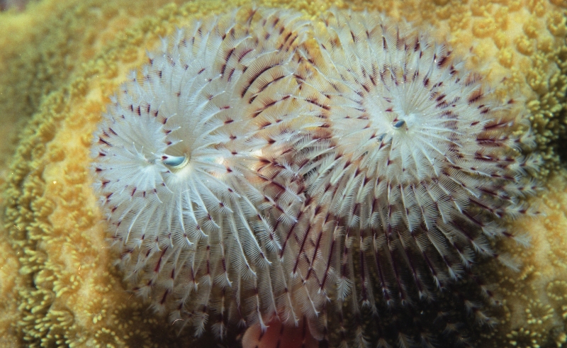 Christmas tree worm on coral-St. Kitts