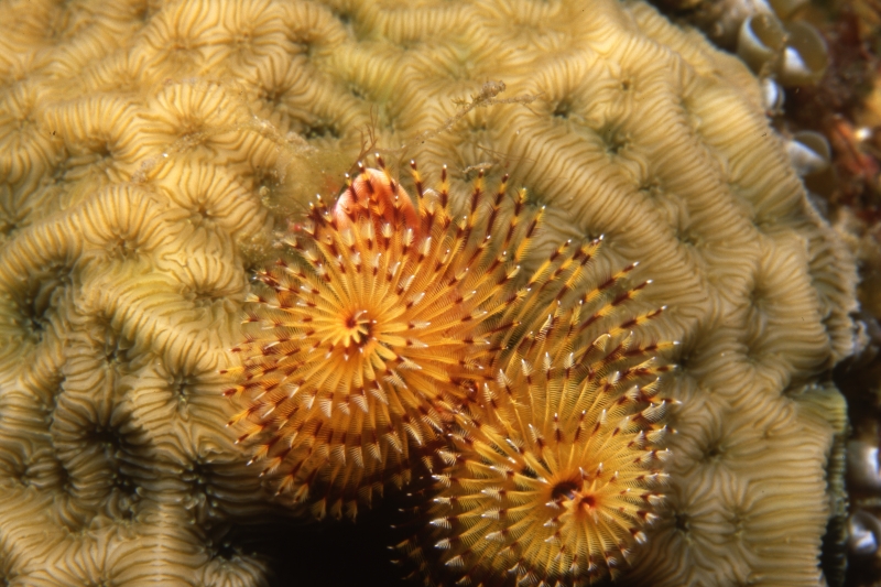 Christmas tree worm on hard coral-St. Kitts