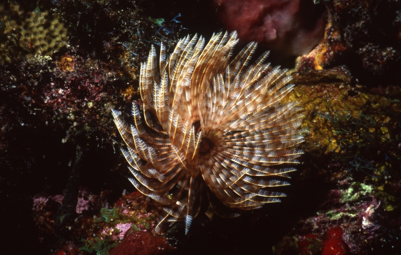 Social feather duster worm-Bequia