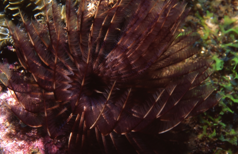 Social feather duster worm-Guadeloupe