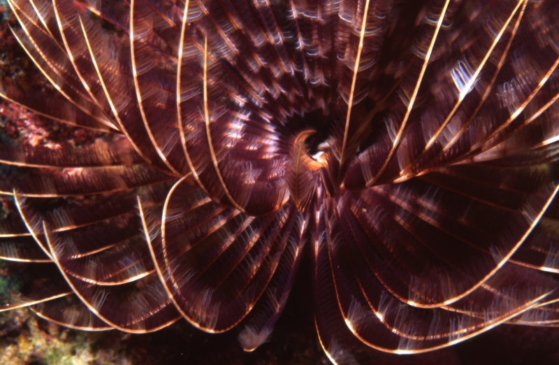 Social feather duster worm interior of tentacles-Guadeloupe