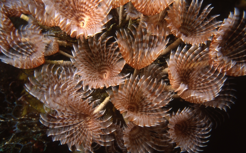 Social feather duster worms-Belize