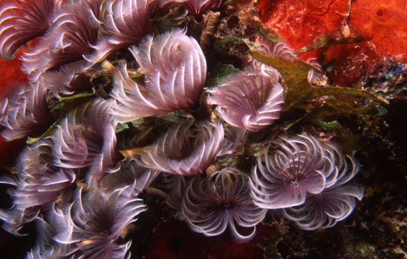 Violet social feather duster worms-Carriacou