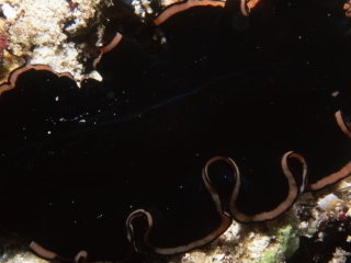 04 Polyclad flatworm-Maldives