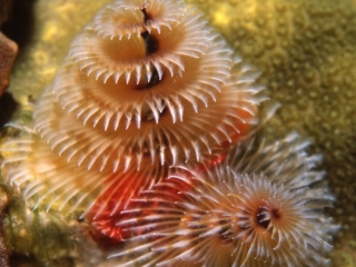 Christmas tree tube worm-St. Kitts