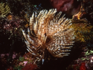 Social feather duster worm-Bequia