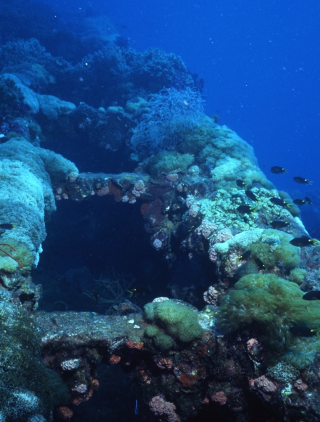 Yongala wreck artificial reef-Australia